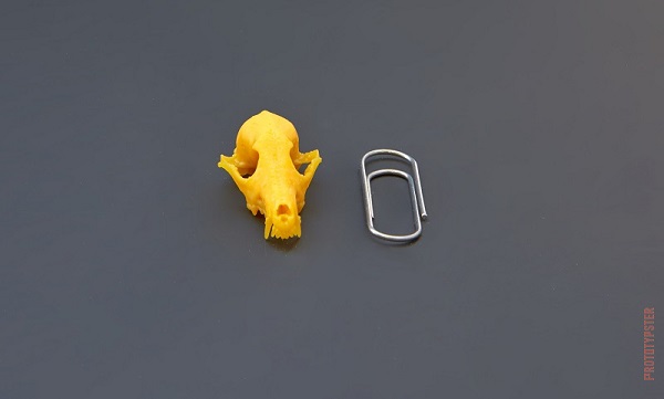 Модель черепа койота из желтого фотополимера